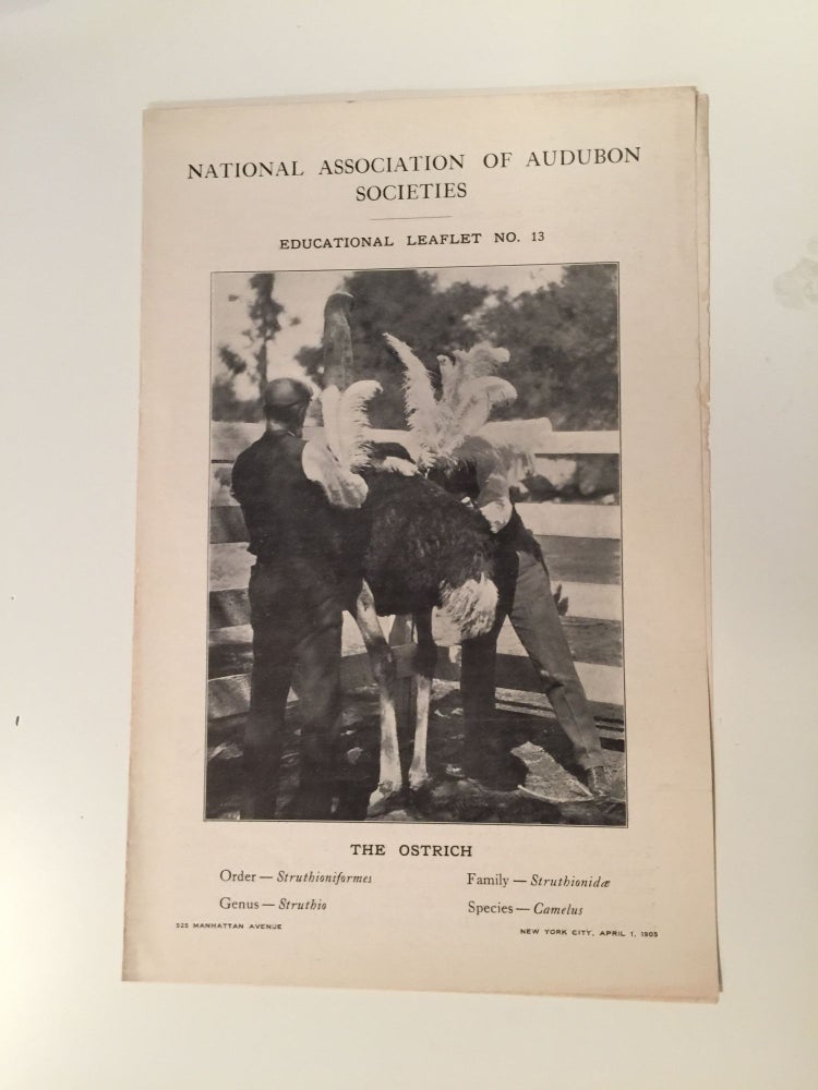 Item #27562 National Committee Of Audubon Societies Educational Leaflet Number 13 The Ostrich. William Dutcher.