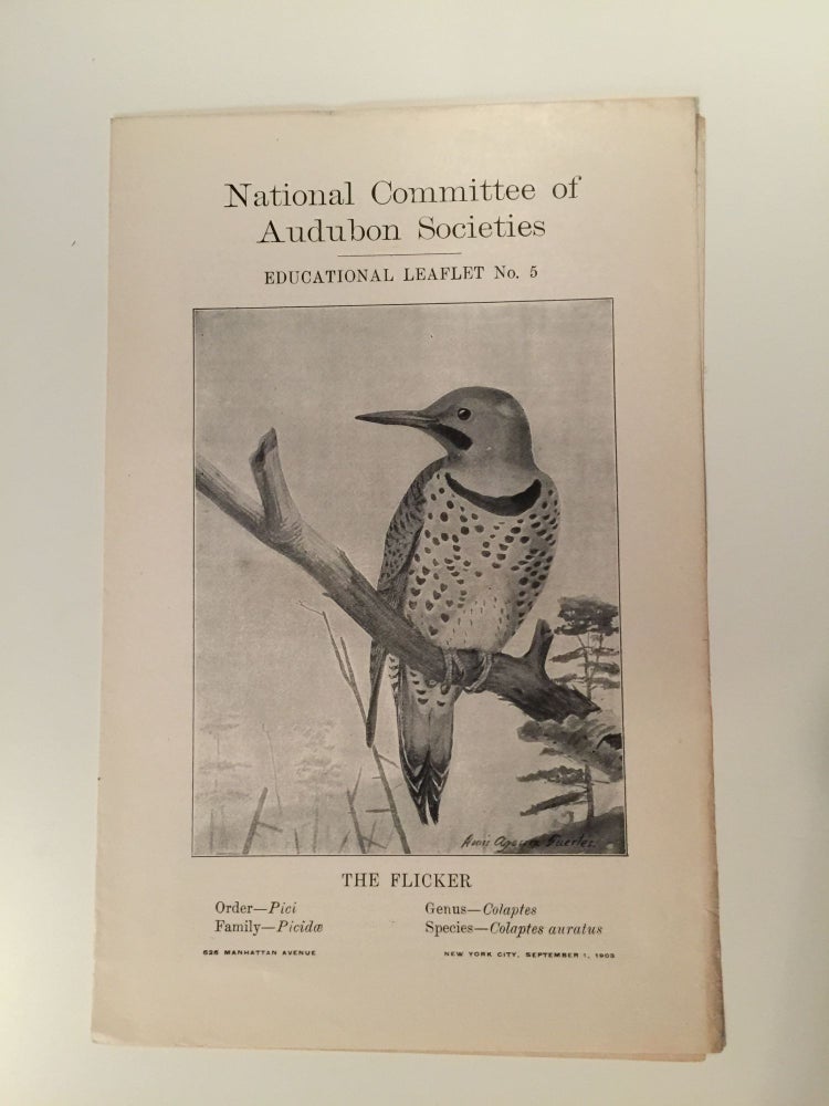 Item #27563 National Committee Of Audubon Societies Educational Leaflet Number 5 The Flicker. William Dutcher.